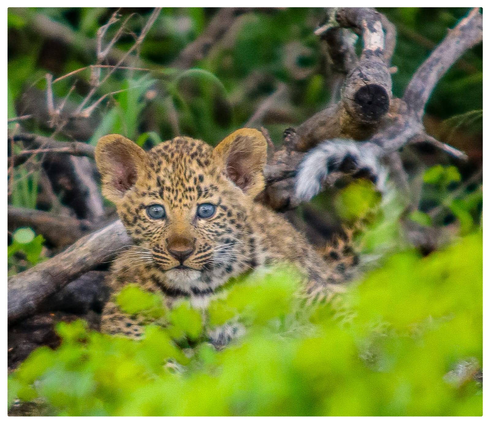 leopard-cub-with-blue-eyes