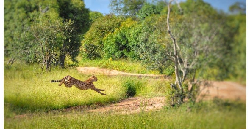 cheetah