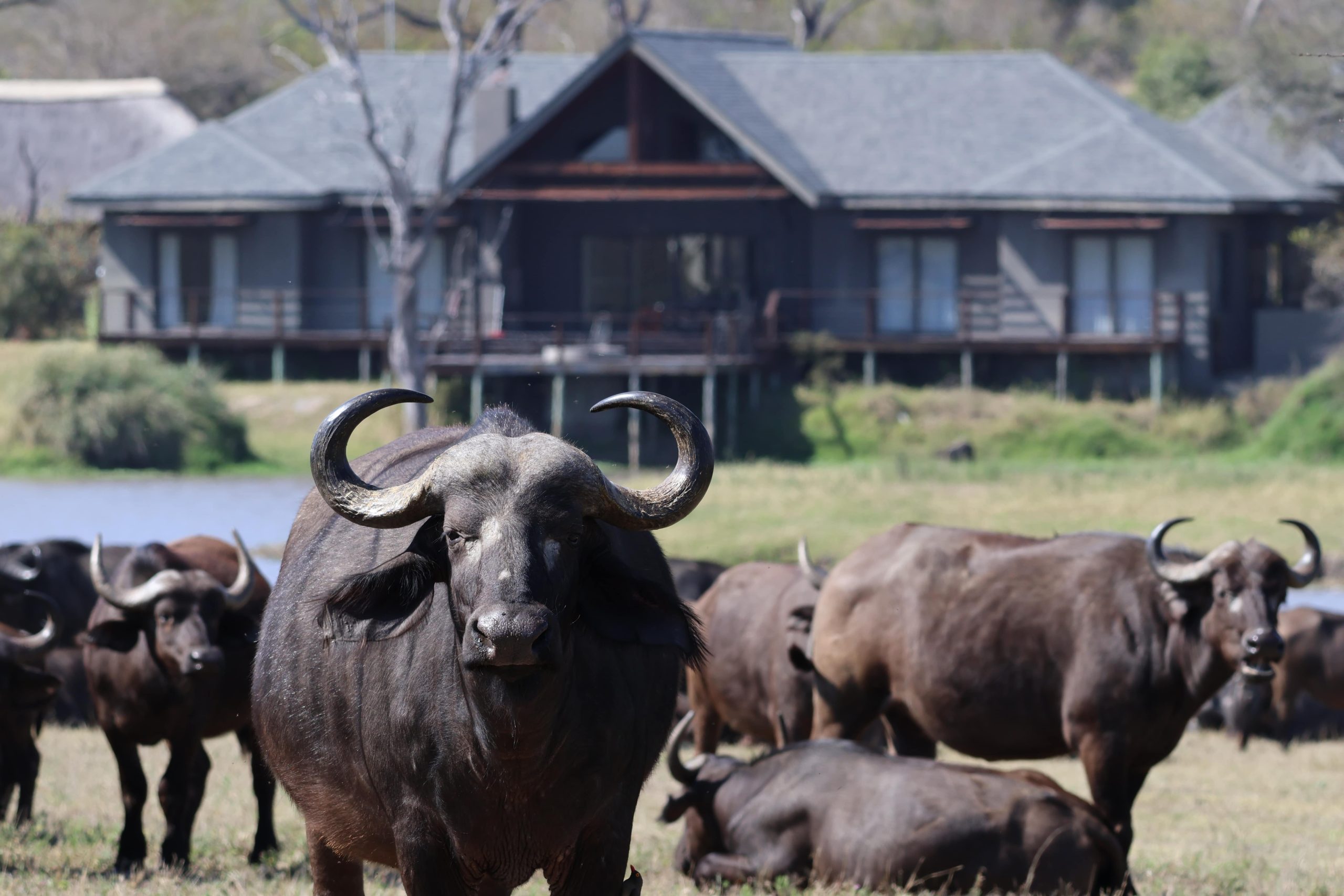 buffalo-arathusa