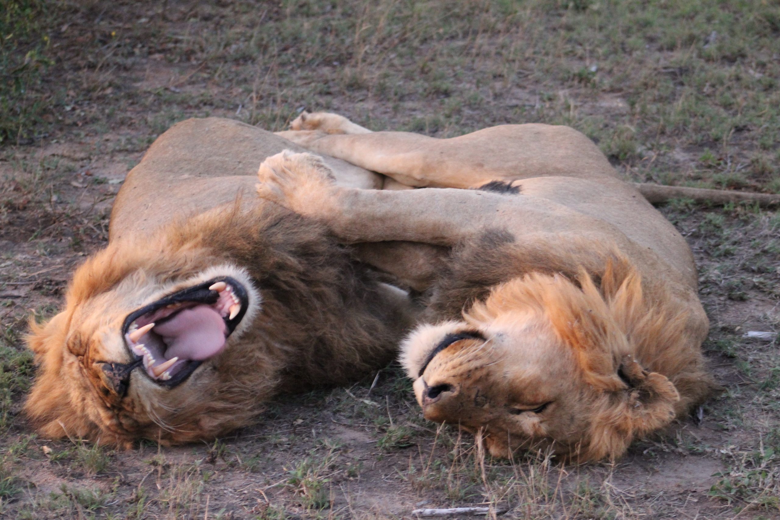 lions