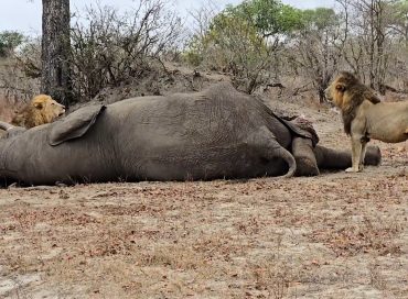 An elephant draws a crowd of lions at Arathusa