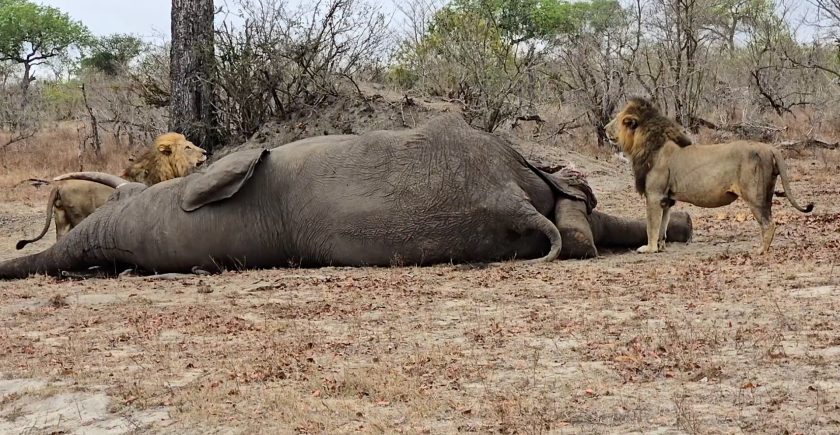 An elephant draws a crowd of lions at Arathusa