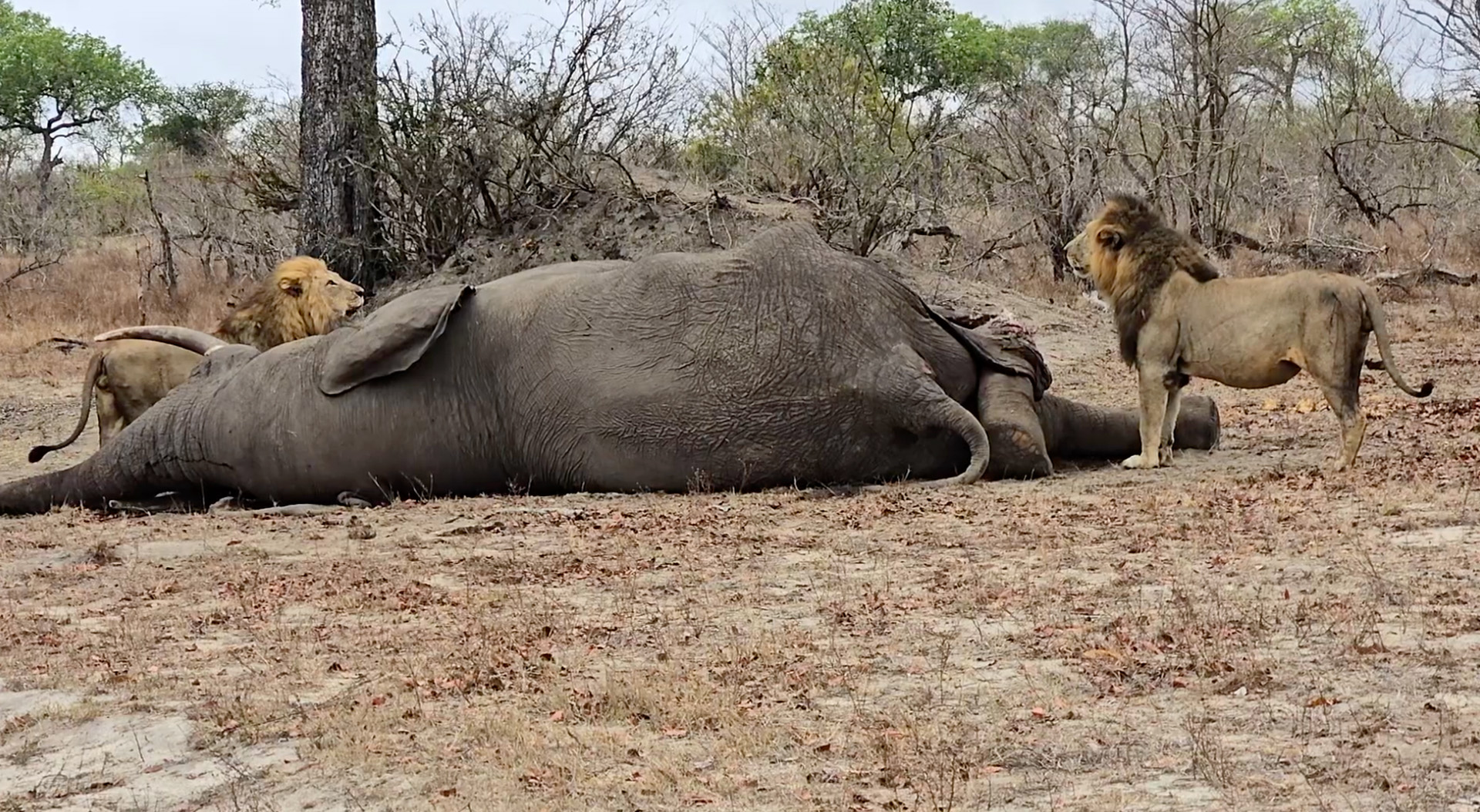 An elephant draws a crowd of lions at Arathusa